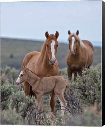 Framed Golden Eagle, Spice &amp; Her Foal Print