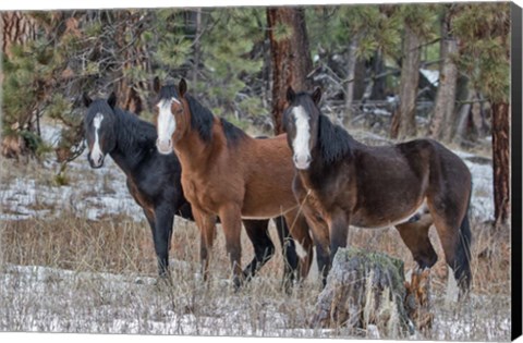 Framed Ochoco Bachelors Print