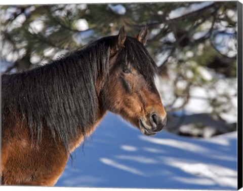 Framed Johnny - Ochoco Stallion Print