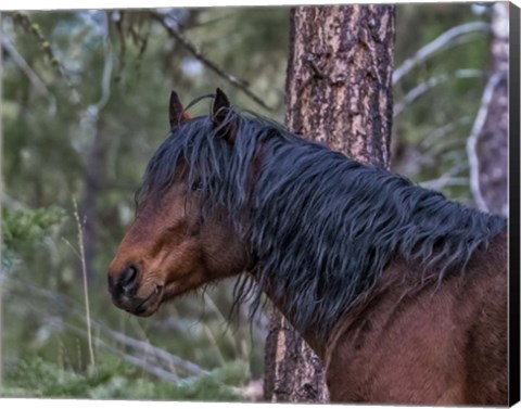 Framed Ochoco Bay Stallion Print