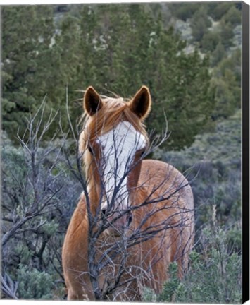 Framed Filly - Palomino Buttes Print