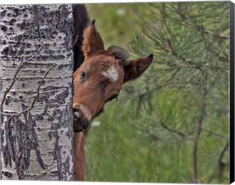 Framed Ochoco Foal - Ochoco Print