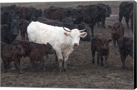 Framed White Steer Print