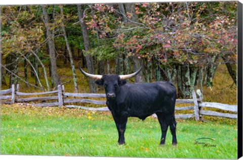 Framed Black Steer Print