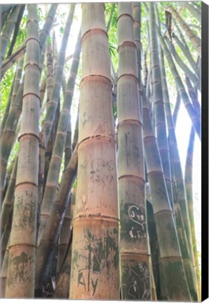 Framed Bamboo Grove Sunburst Print