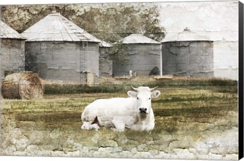 Framed White Cow Print