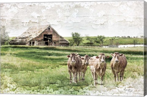 Framed Cows Print