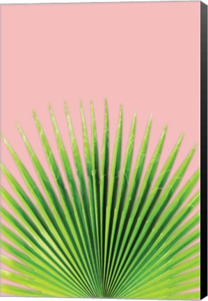 Framed Pink Palm I Print