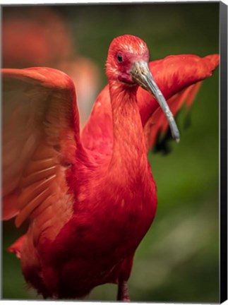 Framed Red Bird III Print