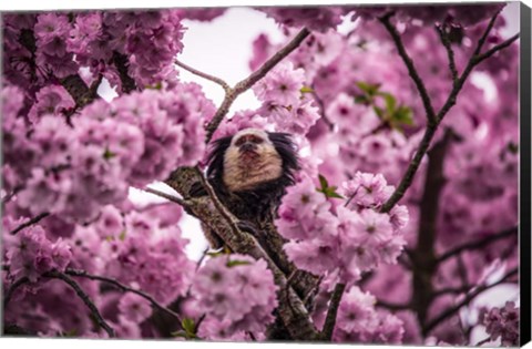 Framed Blossem Tree Monkey II Print