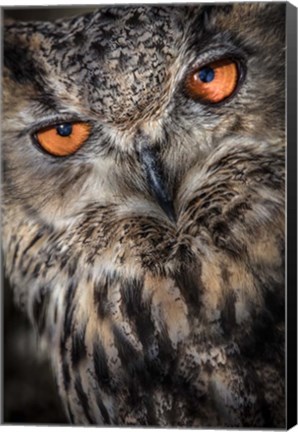 Framed Owl Close Up Print