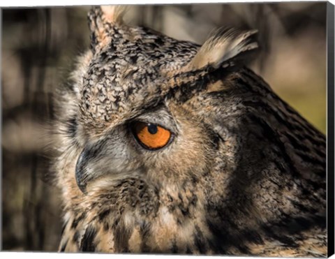 Framed Owl Close Up II Print