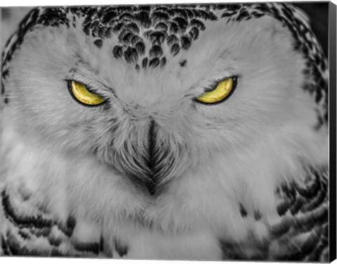 Framed Evil Owl II Black &amp; White Print