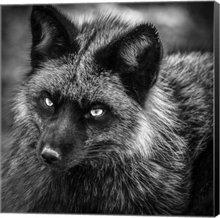 Framed Silver Fox Black &amp; White Print