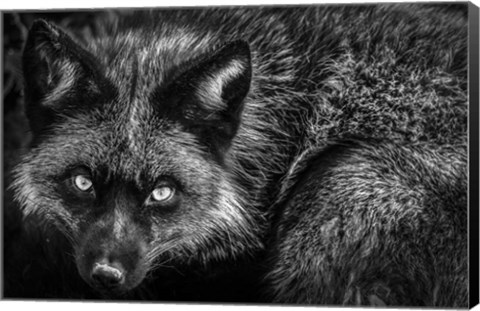 Framed Silver Fox II Black &amp; White Print