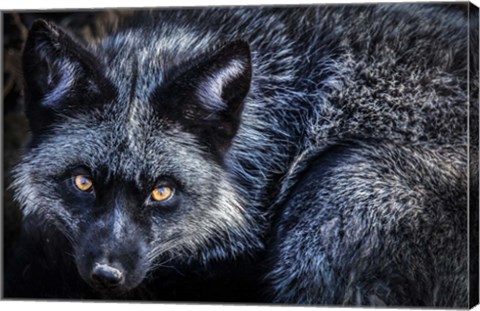 Framed Silver Fox II Print