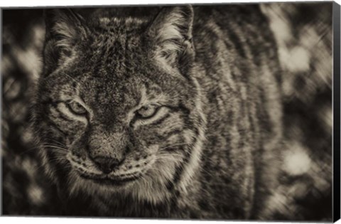 Framed Lynx Front Sepia Print