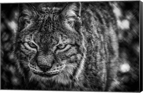 Framed Lynx Front  Black &amp; White Print