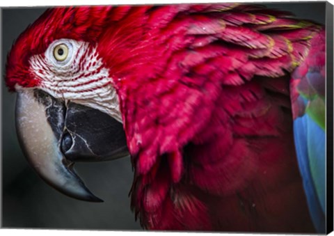 Framed Ara Parrot Close Up II Print