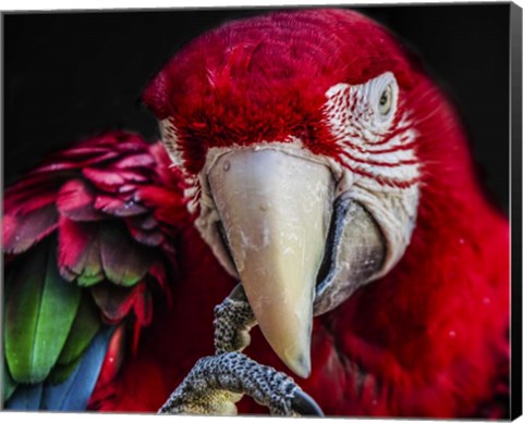 Framed Ara Parrot  III Print