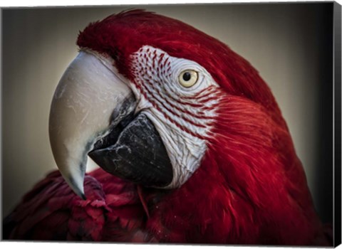 Framed Ara Parrot Close Up III Print