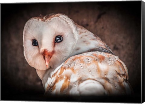 Framed Screech Owl Print