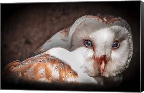 Framed Screech Owl II Print