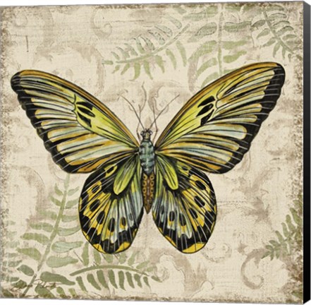Framed Butterfly Daydreams - A Print
