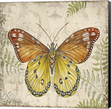 Framed Butterfly Daydreams - C Print