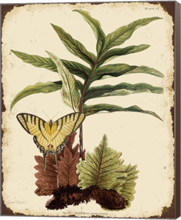 Framed Ferns On Vintage Tin - E Print