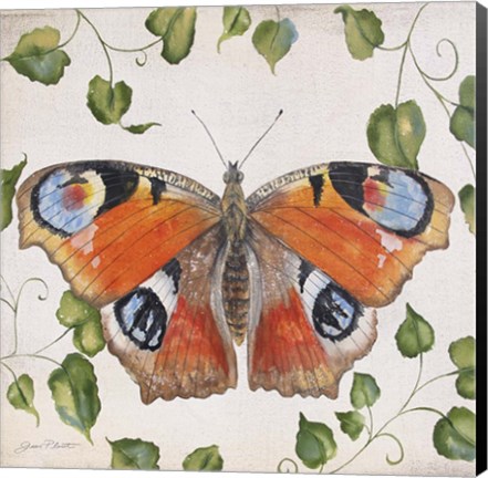 Framed Orange Dream Butterfly Print