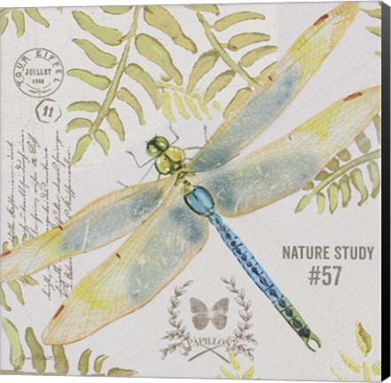 Framed Botanical Dragonfly A Print