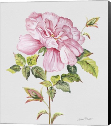 Framed Botanicals 2 Print