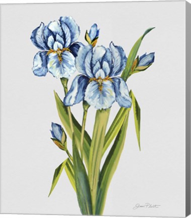 Framed Botanicals 7 Print