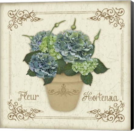 Framed Fleur Hortensia 1 Print