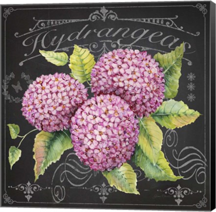 Framed Hydrangeas 2 Print