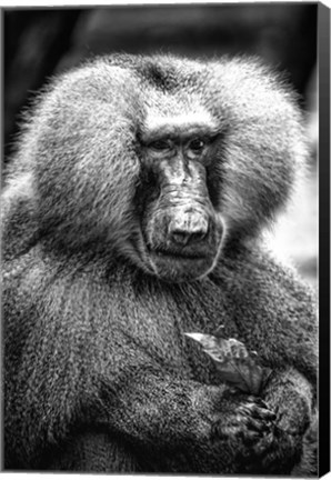 Framed Baboon  Black &amp; White Print