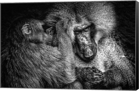 Framed Baboon II Black &amp; White Print