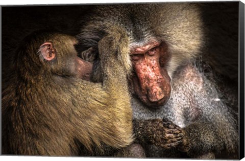 Framed Baboon II Print