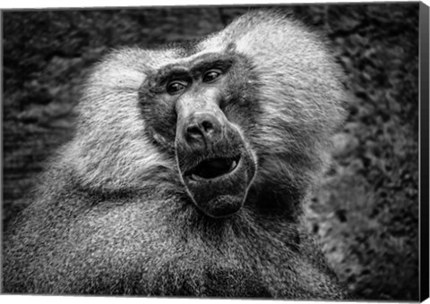 Framed Baboon III Black &amp; White Print