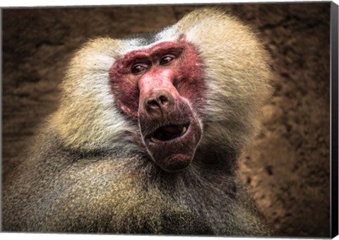 Framed Baboon III Print