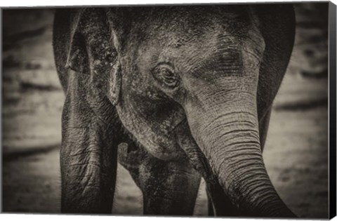 Framed Young Elephant sepia Print