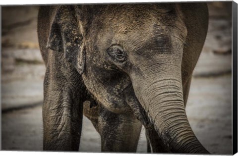 Framed Young Elephant Print