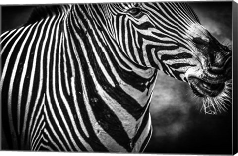 Framed Zebra Black &amp; White Print