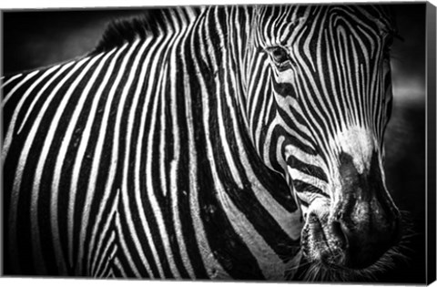 Framed Zebra II Black &amp; White Print