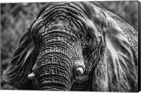 Framed Elephant Front Black &amp; White Print