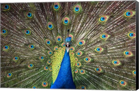 Framed Peacock Showing Off Close Up Print