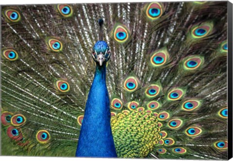 Framed Peacock Showing Off Close Up II Print