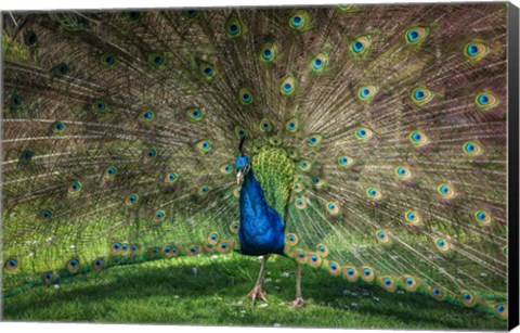 Framed Peacock Showing Off V Print