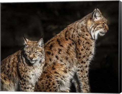 Framed Two Lynxes Print